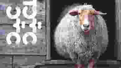 20953610_1600626473301197_5786297783558088077_n