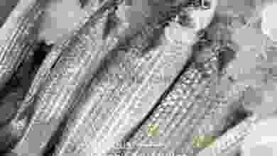 el3rod.com00001-305