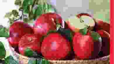 el3rod.com00001-1197