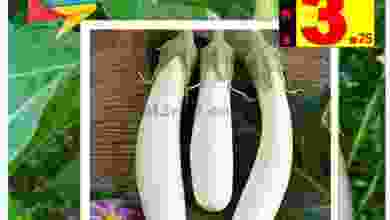 el3rod.com00001-1270