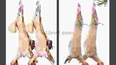 el3rod.com00001-1460
