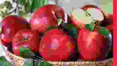 el3rod.com00001-815