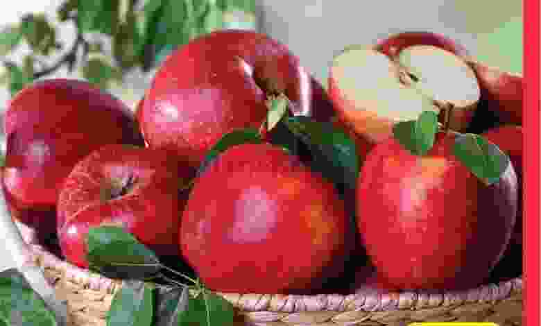 el3rod.com00001-815