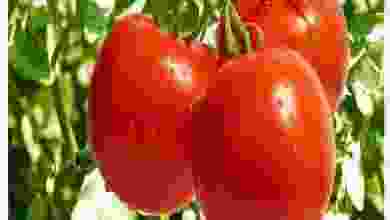 el3rod.com00001-88