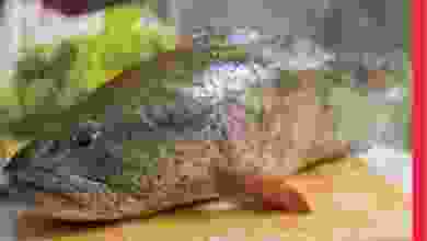 el3rod.com00006-503