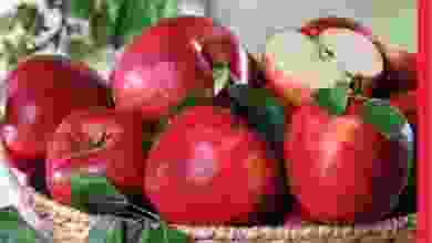 el3rod.com00013-111