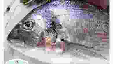 el3rod.com00001-288