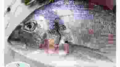 el3rod.com00001-322