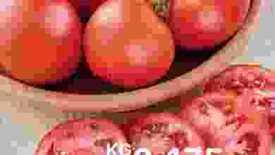 el3rod.com00001-801