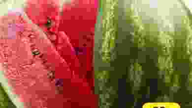 el3rod.com00016-186