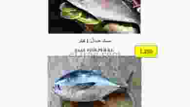el3rod.com00001-689
