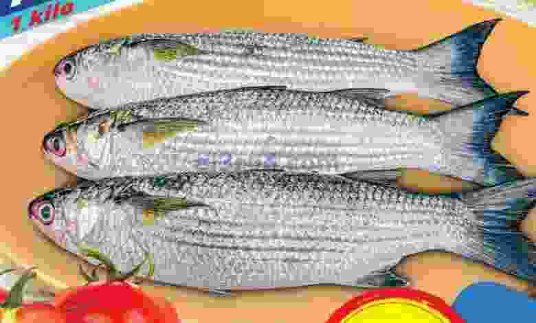 el3rod.com00001-738