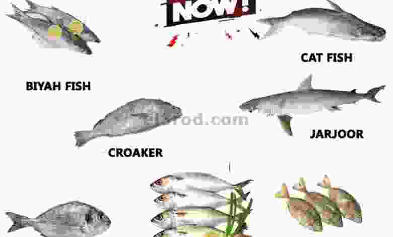 el3rod.com00001-1146