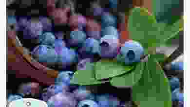 el3rod.com00001-246