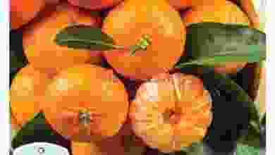 el3rod.com00001-963