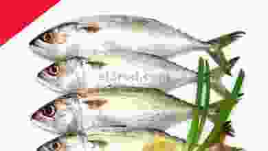 el3rod.com00001-1165