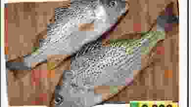 el3rod.com00001-169