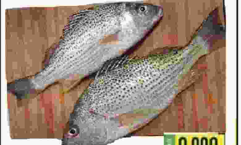 el3rod.com00001-169