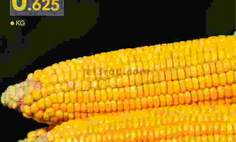 el3rod.com00001-331