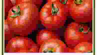 el3rod.com00001-846
