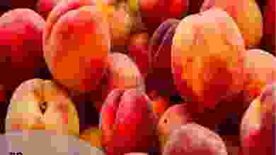 el3rod.com00001-958