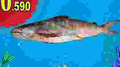 el3rod.com00001-1378