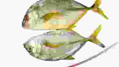 el3rod.com00001-238