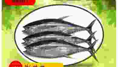 el3rod.com00001-853