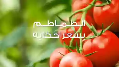 عروض كازيون مصر|حتى 4-2-2023|الطماطم بسعر حكاية el3rod.com00001-1489