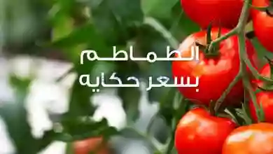 عروض كازيون مصر|حتى 28-1-2023|الطماطم بسعر حكاية el3rod.com00003-796