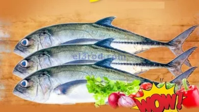 el3rod.com00001-204