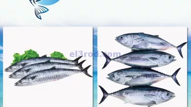 el3rod.com00001-430