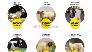 el3rod.com00001-566