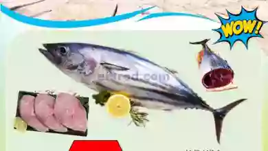 el3rod.com00001-98