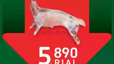 el3rod.com00003-1001