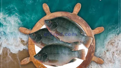 el3rod.com00001-1695
