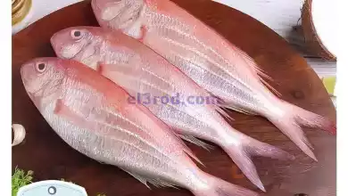 el3rod.com00009-509
