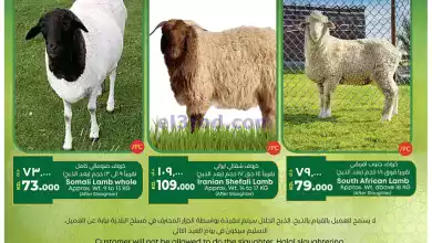el3rod.com00001-237
