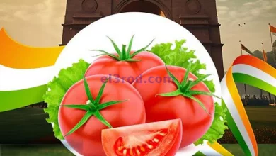 عروض جراند هايبر كويت|15 حتى 16-8-2024|الطماطم el3rod.com00001