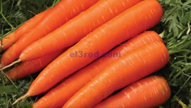 el3rod.com00017