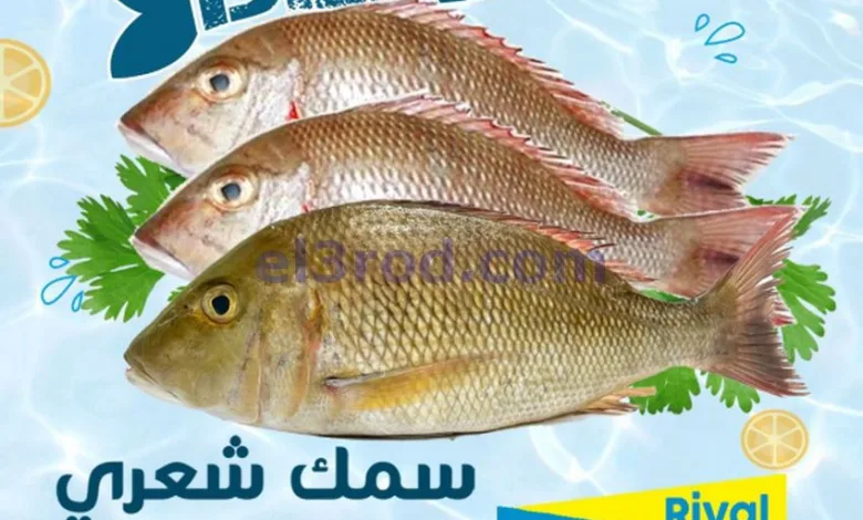 el3rod.com00002