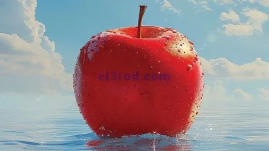 el3rod.com00004