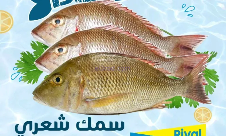 el3rod.com00001