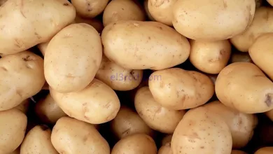 el3rod.com00001