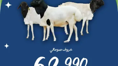 el3rod.com00002